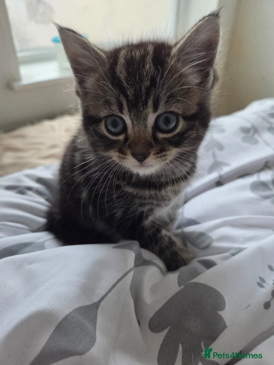 Mixed Breed cats for sale: 3 beautiful kittens  - Advert 8