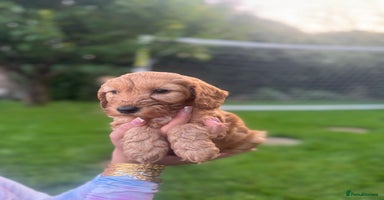 Cockapoo dogs - Advert 15