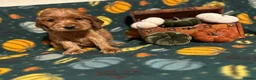 Cocker Spaniel dogs for sale: ⭐️Stunning show cocker spaniel puppies  - Advert 2