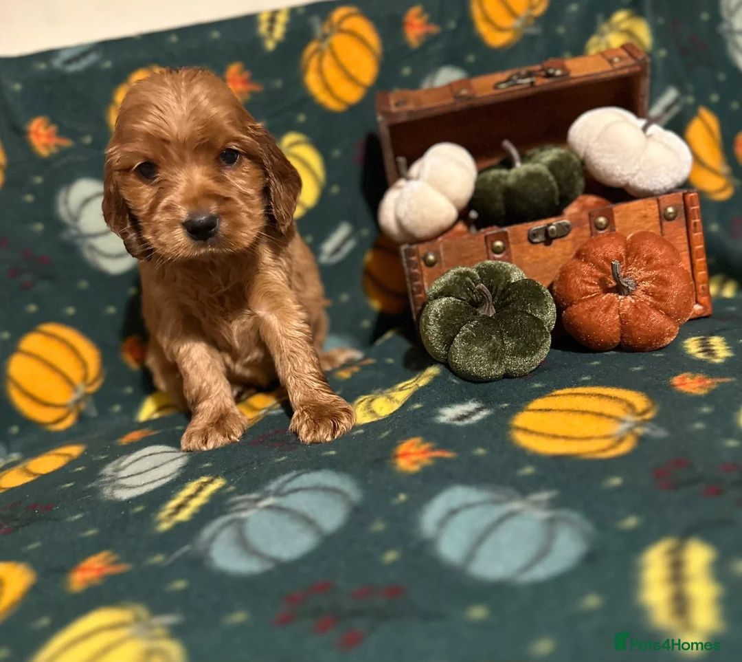Cocker Spaniel dogs for sale: ⭐️Stunning show cocker spaniel puppies  - Advert 2