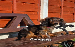 Dachshund dogs for sale: Red long-haired standard dachshund puppies - Image 18