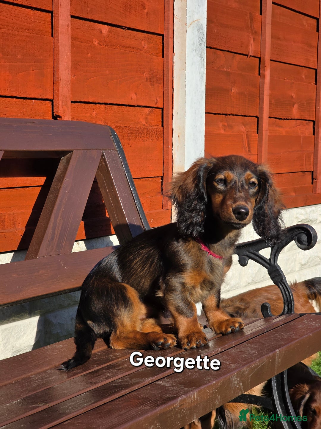 Dachshund dogs for sale: Red long-haired standard dachshund puppies - Image 18