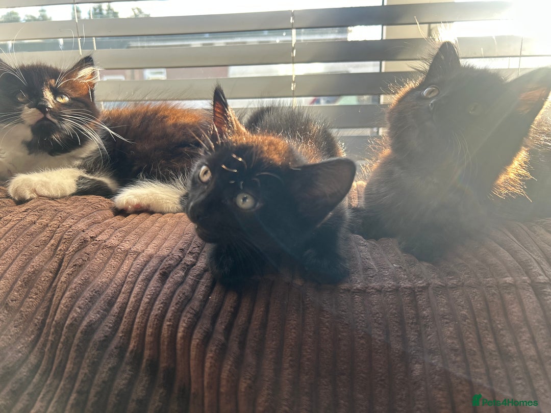 Mixed Breed cats for sale: 2 black kittens for sale. - Advert 9