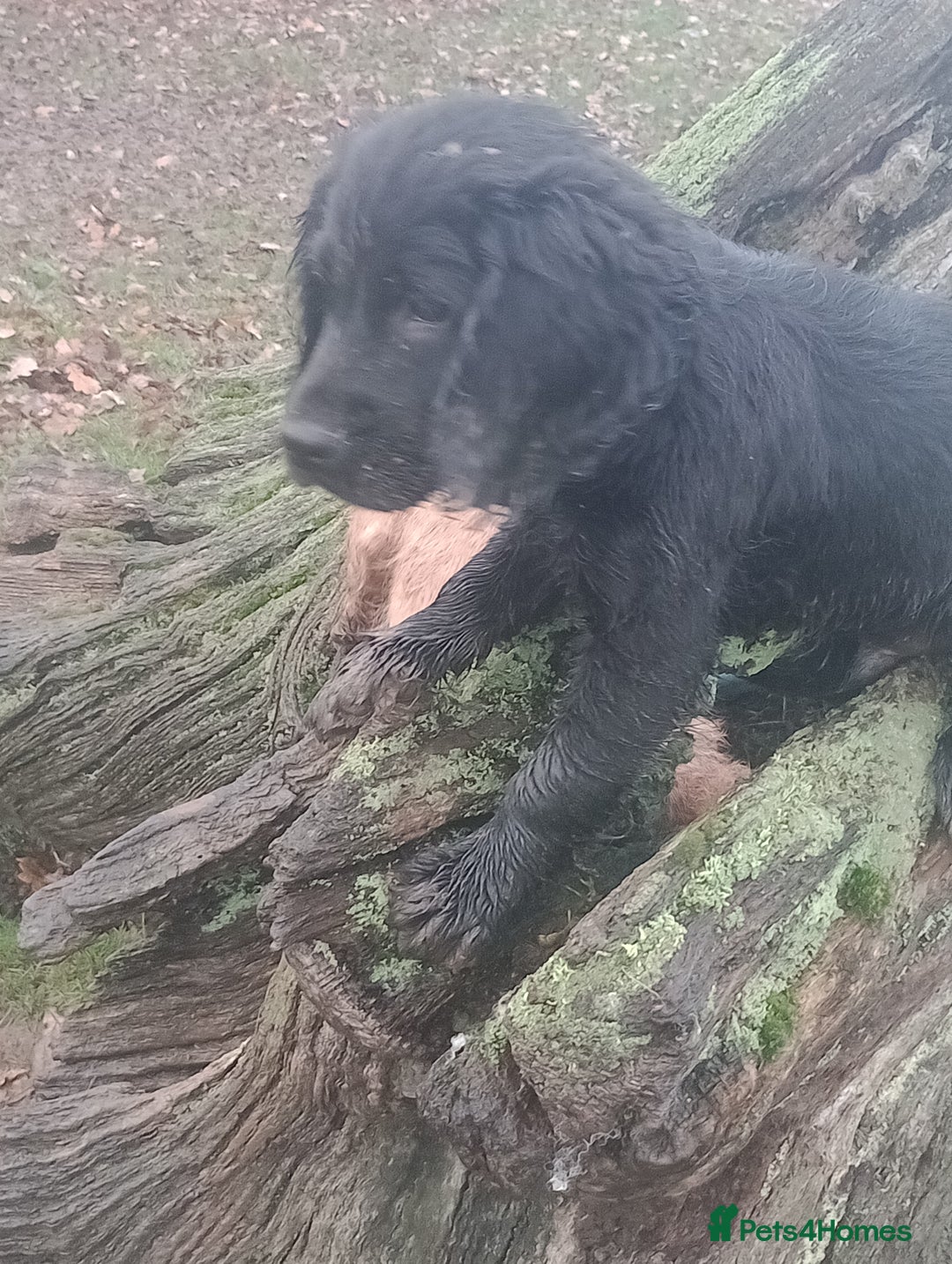 Cocker Spaniel dogs for sale: Cocker Spaniels READY NOW - working - Advert 2