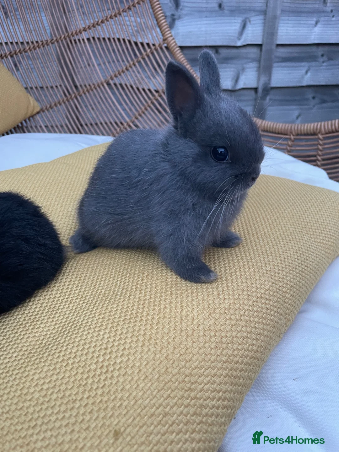 Netherland Dwarf rabbits for sale: Sweet Netherland Dwarf Kits - Advert 2