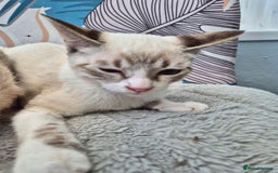 Snowshoe cats for sale:  pedigree Tica reg  snowshoes  READY NOW - Image 18