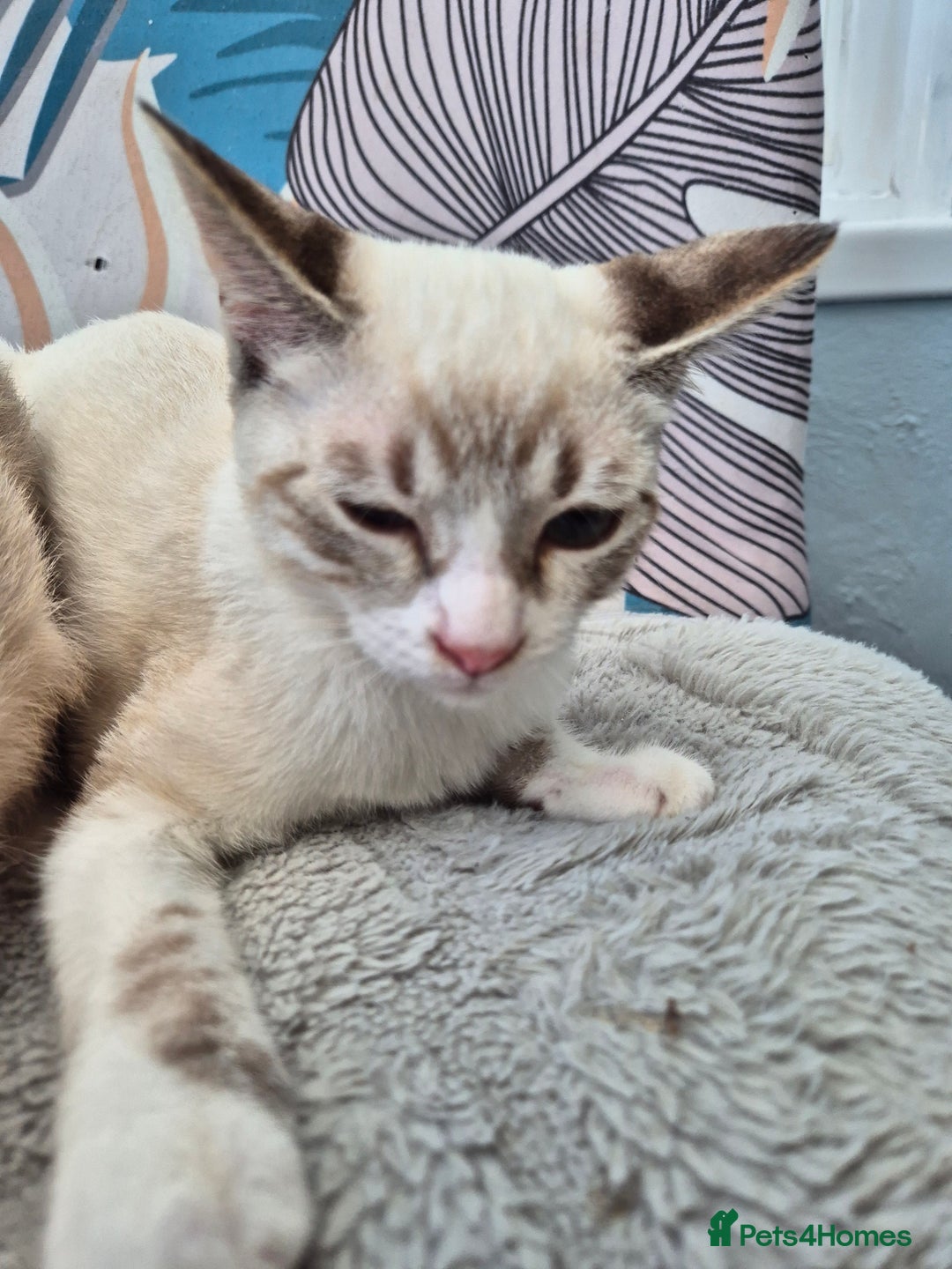 Snowshoe cats for sale:  pedigree Tica reg  snowshoes  READY NOW - Image 18