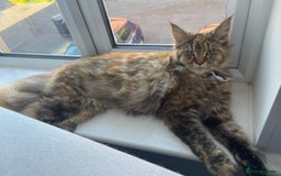 Maine Coon cats for sale: 5yr old Female Maine coon - Image 2