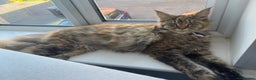 Maine Coon cats for sale: 5yr old Female Maine coon - Advert 2