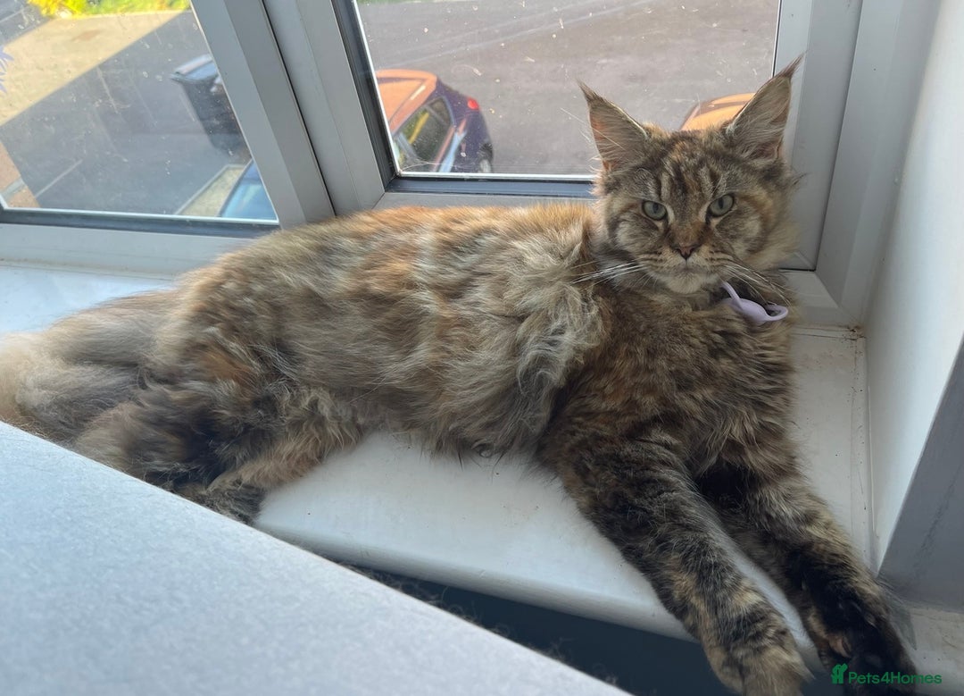 Maine Coon cats for sale: 5yr old Female Maine coon - Image 2