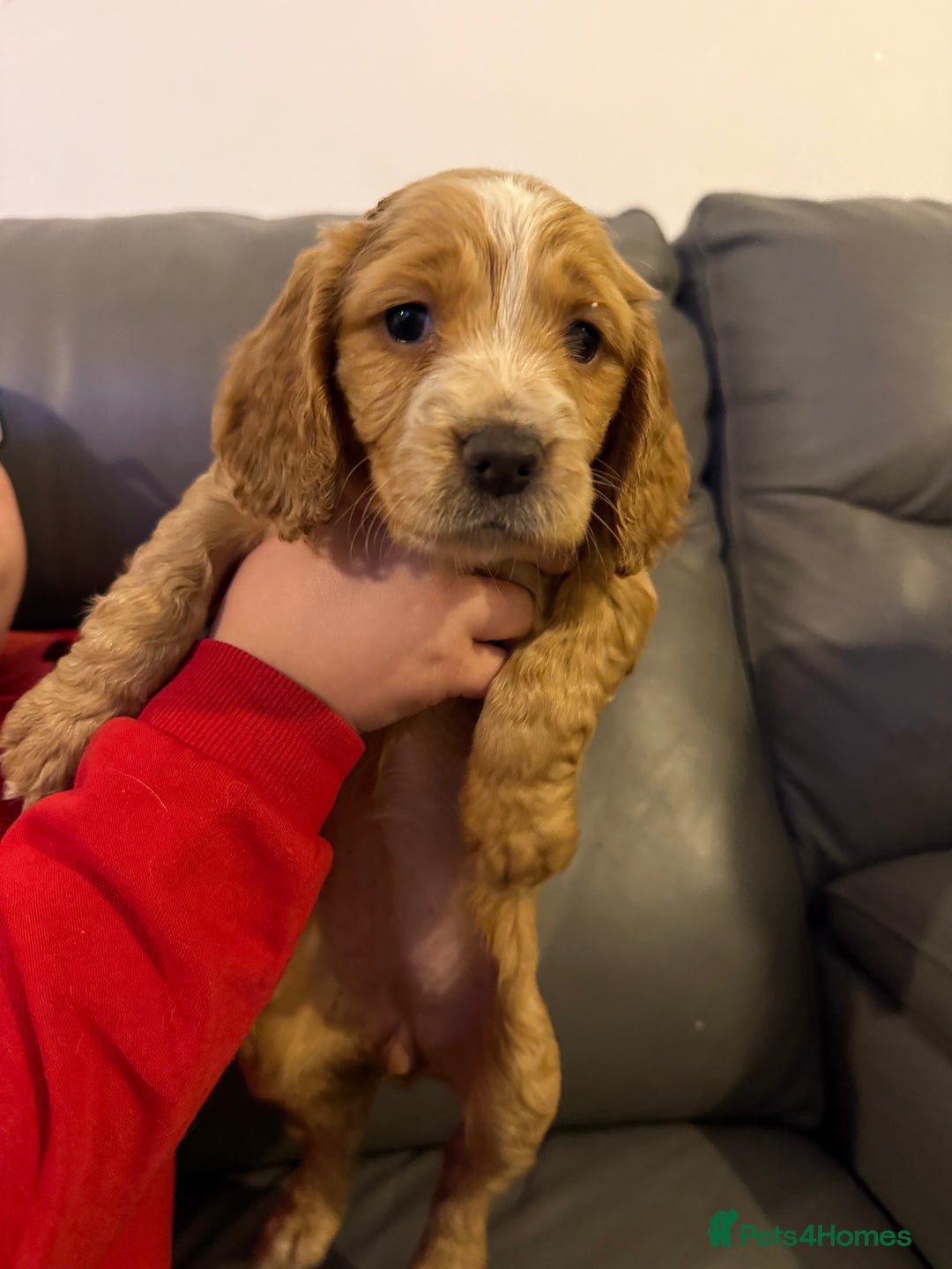 Cocker Spaniel dogs for sale: Puppies Cocker spaniel for sale - Advert 5