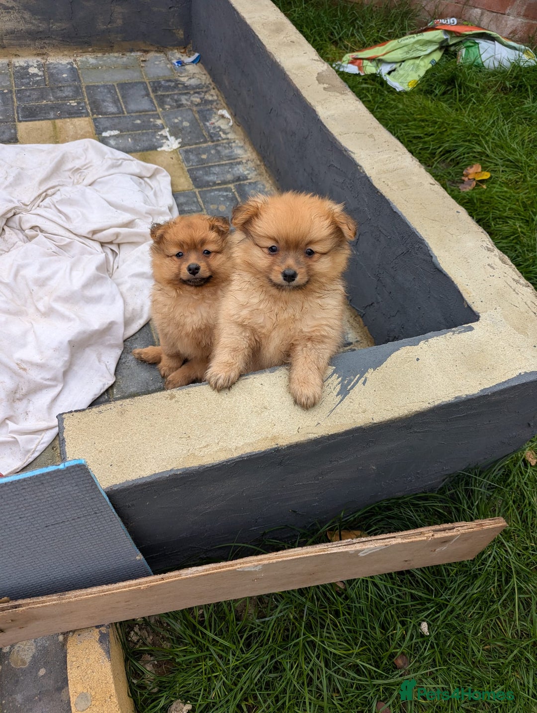 Pomeranian dogs for sale: Cute fluffy Pomeranian Puppies! (Read description) - Image 11