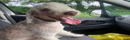 Bedlington Terrier dogs for stud: Bedlington Terrier Stud - Liver - AGE 6 in Darlington - Advert 6