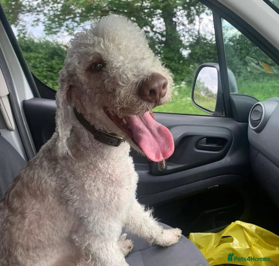 Bedlington Terrier dogs for stud: Bedlington Terrier Stud - Liver - AGE 6 - CT CLEAR in Darlington - Advert 12