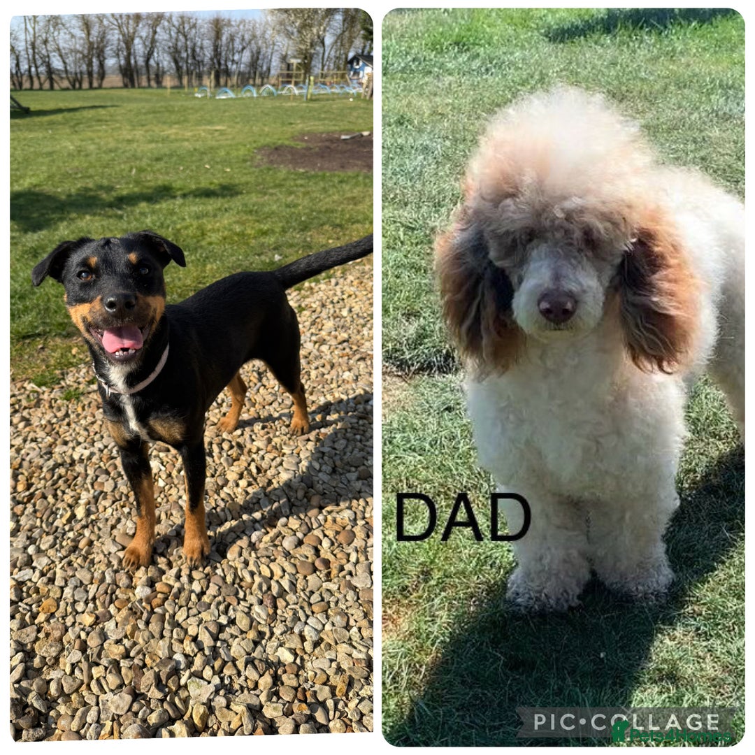 Jackapoo dogs for sale: Adorable Jackapoo puppies - Image 2