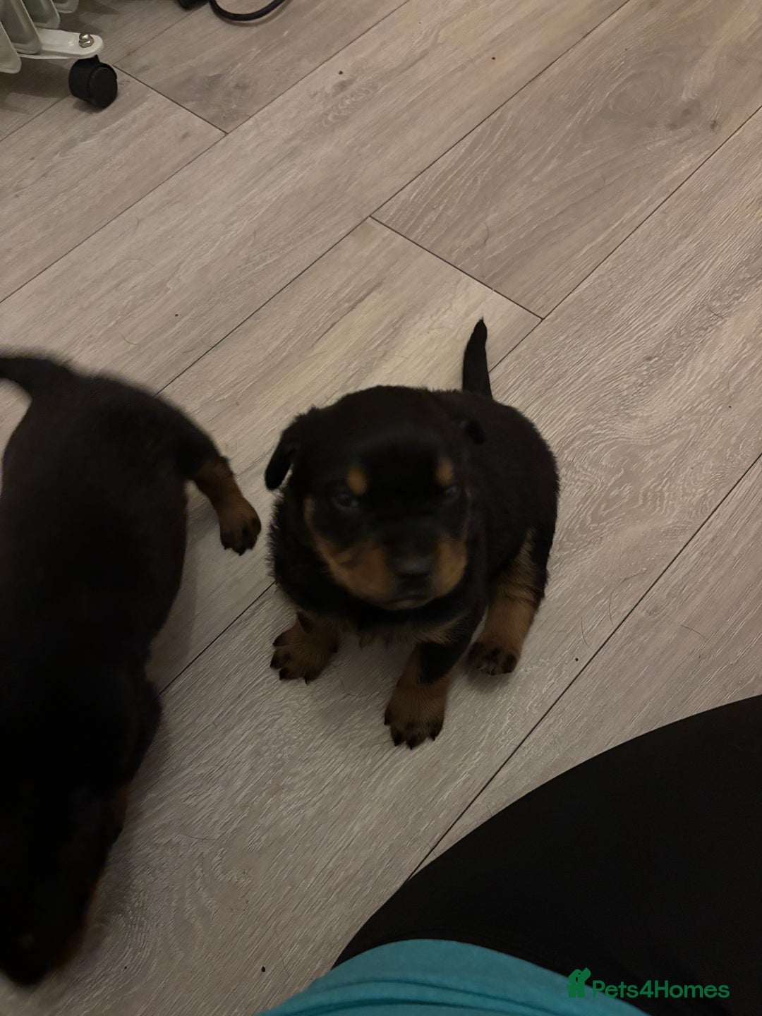 Rottweiler dogs for sale: 7 stunning chunky full breed Rottweilers  - Advert 14