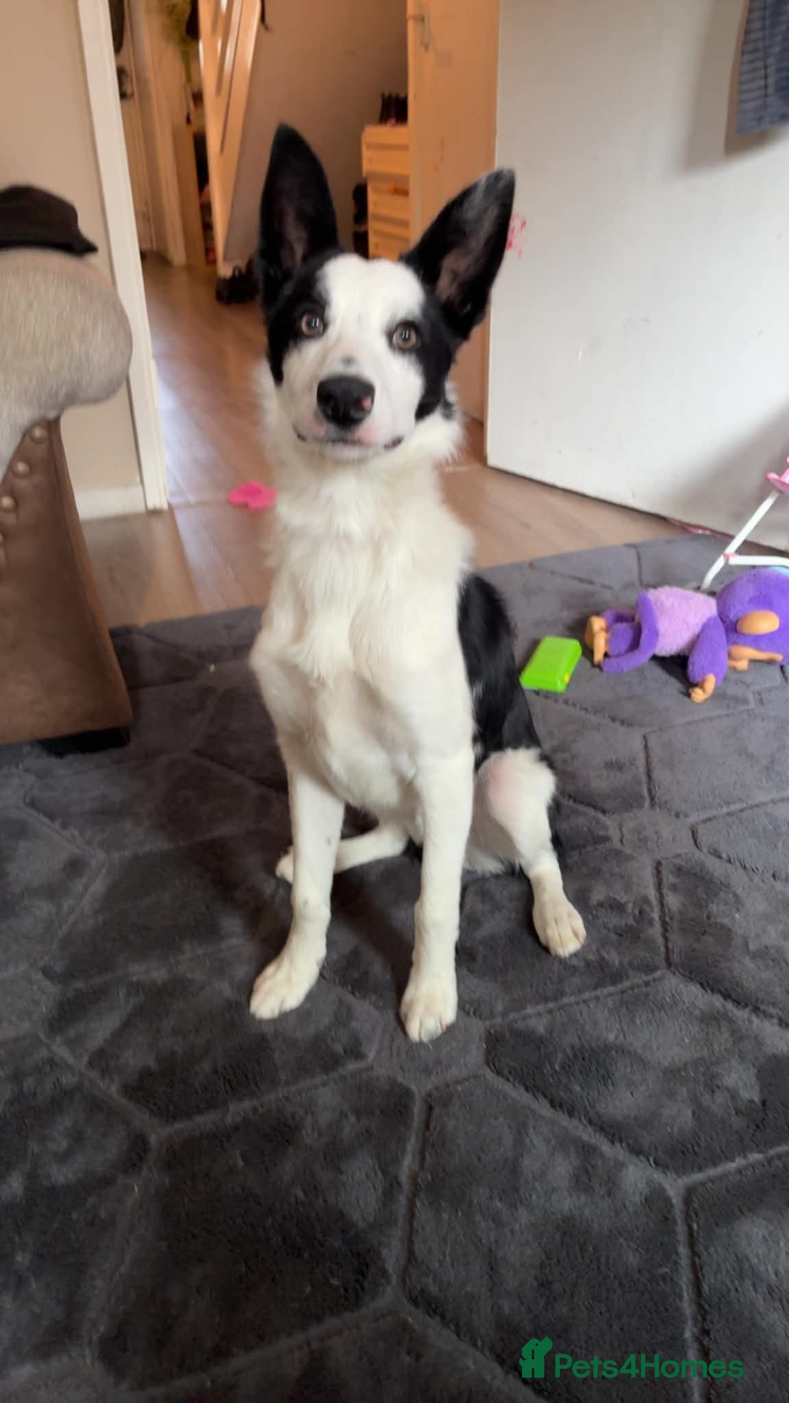 Border Collie dogs Selling dog Asap as landlord wont allow dogs - Advert 4
