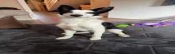 Border Collie dogs for sale: Maxi needs a new home - Advert 1