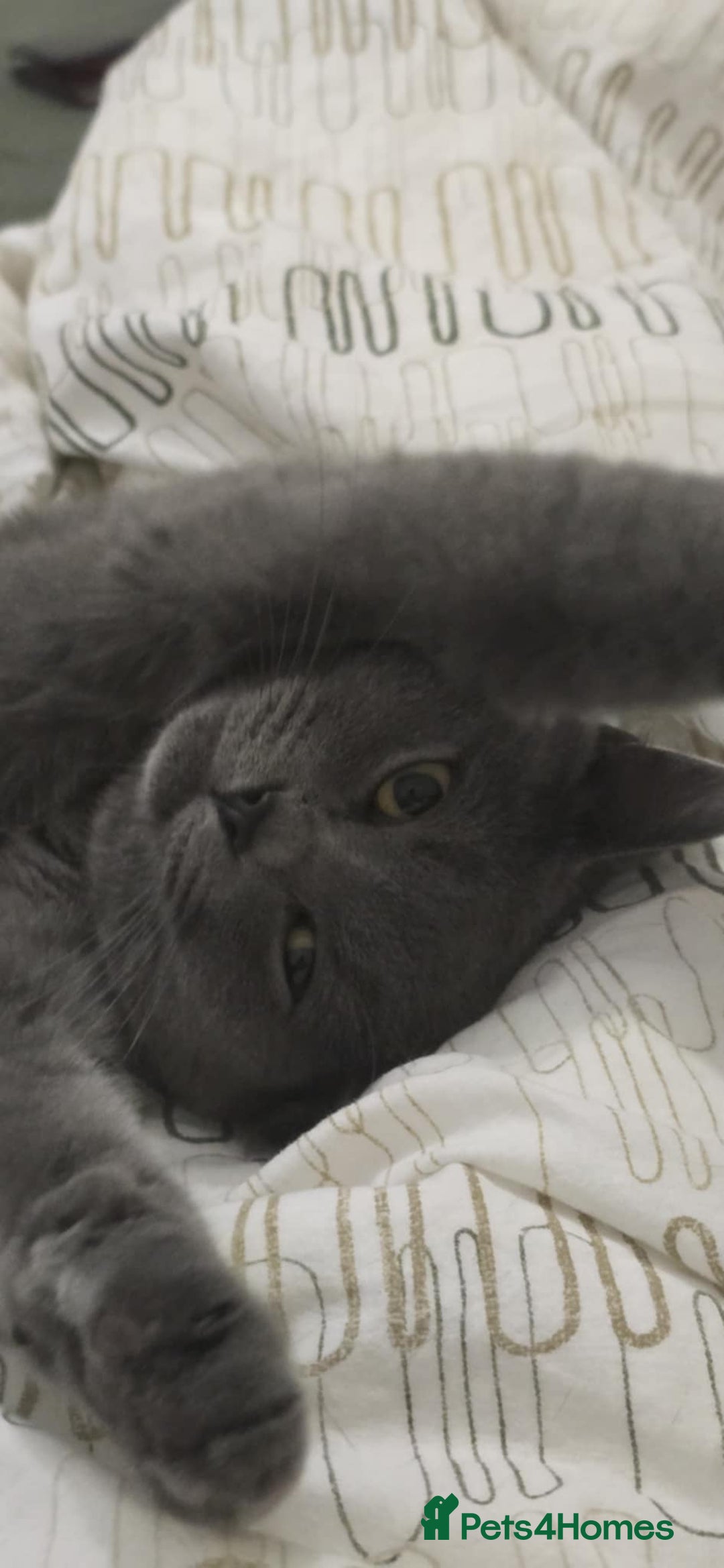 British Shorthair cats for sale: Stunning Rare Pedigree British Shorthair Brothers - Advert 3