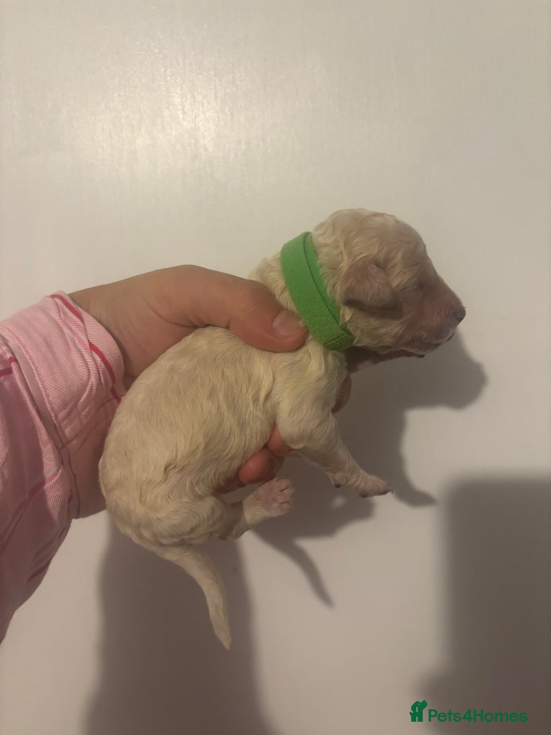 Standard Poodle dogs for sale: Beautiful litter of Standard Poodle Puppies  - Image 9