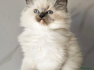 Ragdoll cats - Advert 24