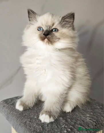 Ragdoll cats - Advert 2