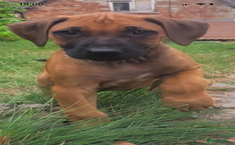 Rhodesian Ridgeback dogs - Advert 1