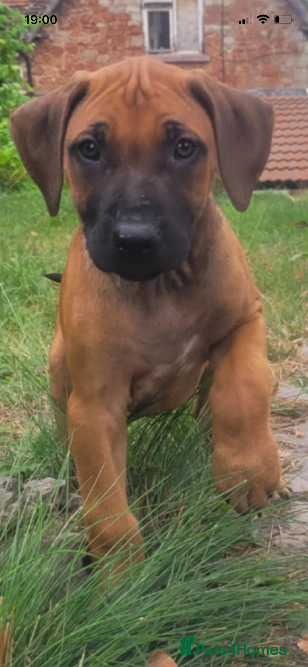 Rhodesian Ridgeback dogs for sale: KC reg chunky handsome pups - Image 3