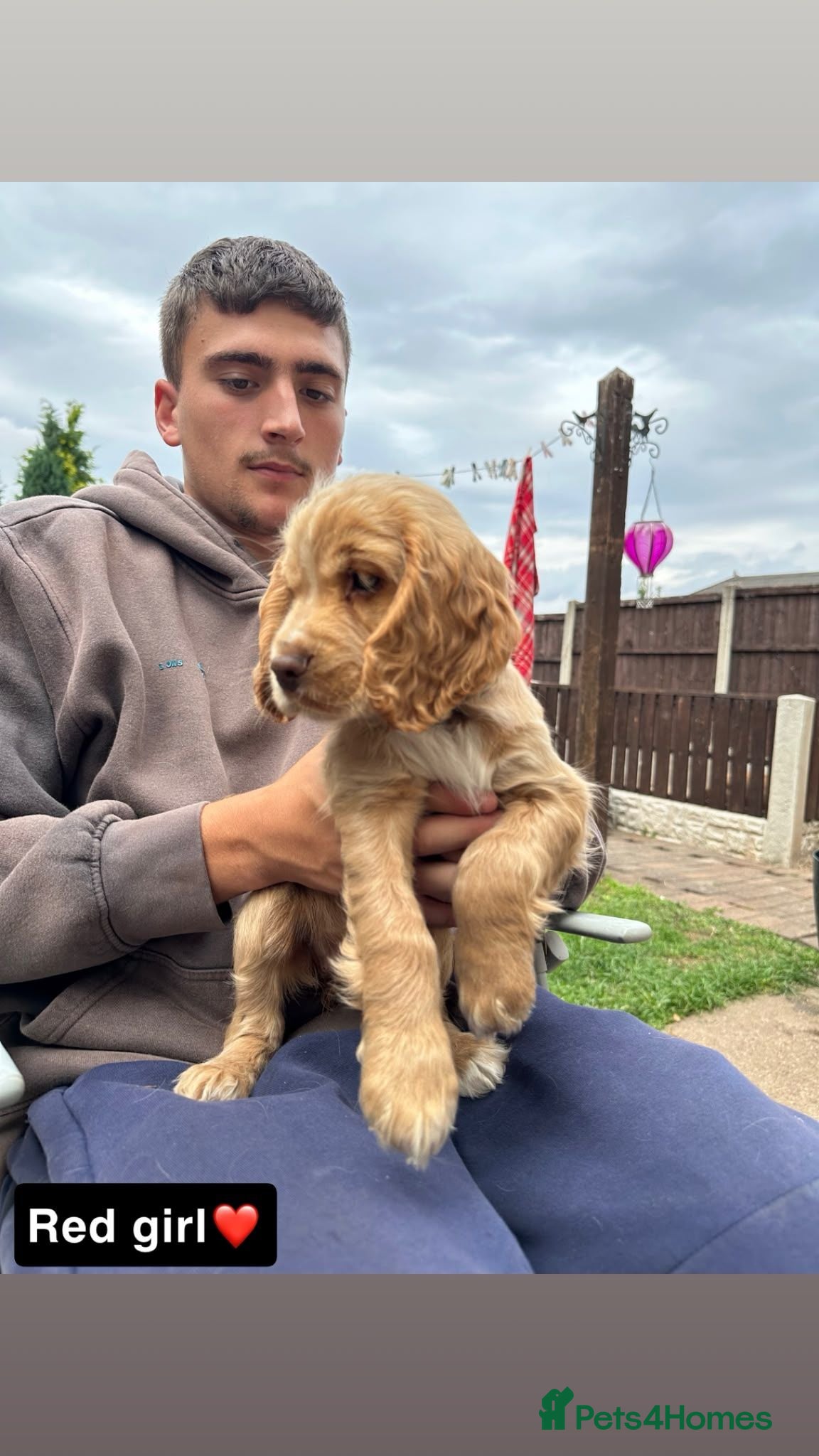 Cocker Spaniel dogs Cocker spaneil puppies ready now  - Advert 2
