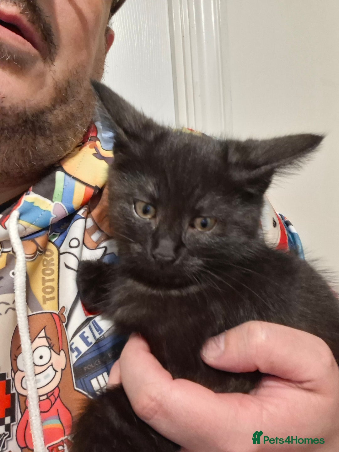 Maine Coon cats for sale: Beautiful, friendly playful Maine Coon cross kits - Advert 29