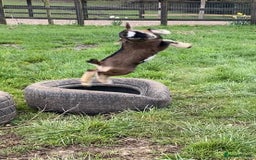 Goats livestock for sale: GORGEOUS NEW BORN BABIES AND FRIENDLY PET WETHERS  - Image 20