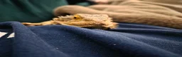 Bearded Dragon reptiles for sale: 3 year old female bearded dragon for sale in Sunderland - Advert 5