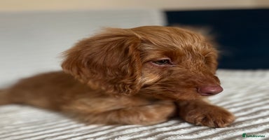 Cockapoo dogs - Advert 1