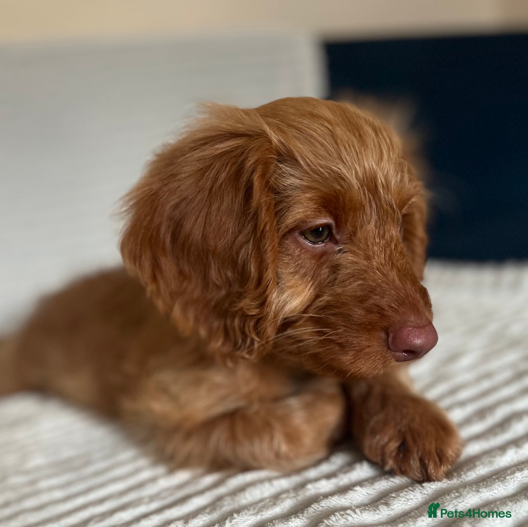 Cockapoo dogs for sale: Rare F1 apricot/ red fox DNA PRCD-PRA clear - Image 3