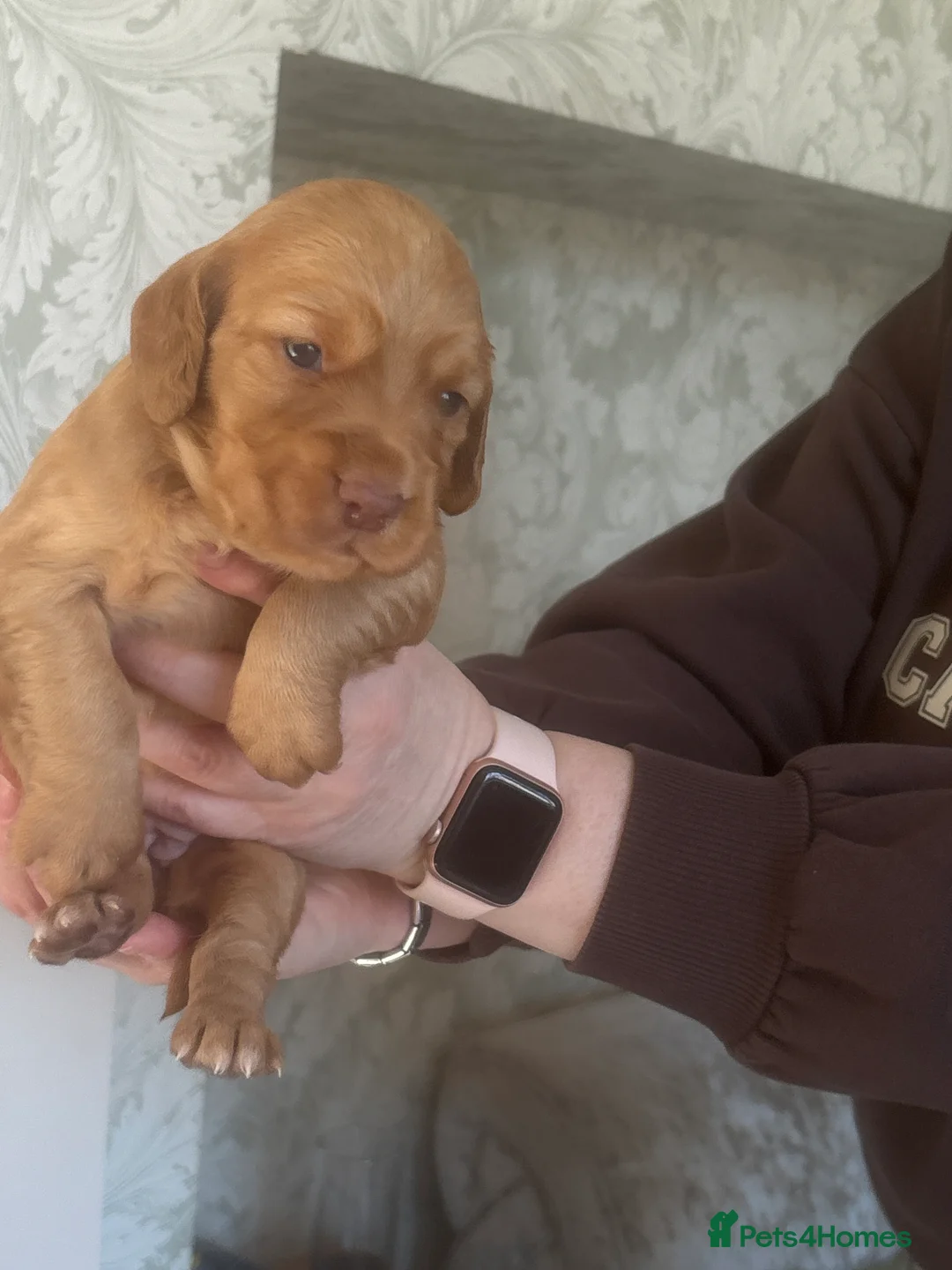 Cocker Spaniel dogs for sale: Beautiful KC Reg. Working Cocker Spaniels  - Advert 2
