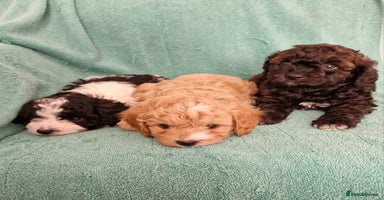 Cavapoo dogs - Advert 13