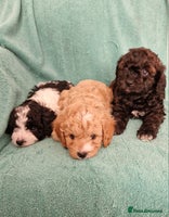 Cavapoo dogs - Advert 4