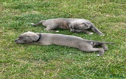 Staffordshire Bull Terrier dogs for sale: Adorable KC Reg/Health Tested SBT Puppies - Image 5