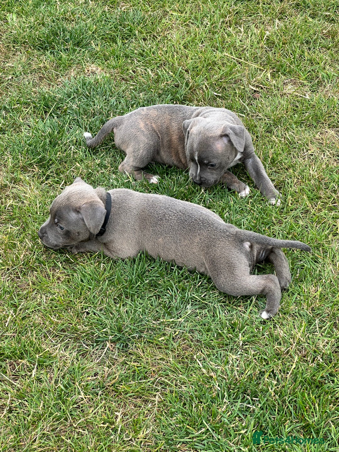Staffordshire Bull Terrier dogs for sale: Adorable KC Reg/Health Tested SBT Puppies - Image 5