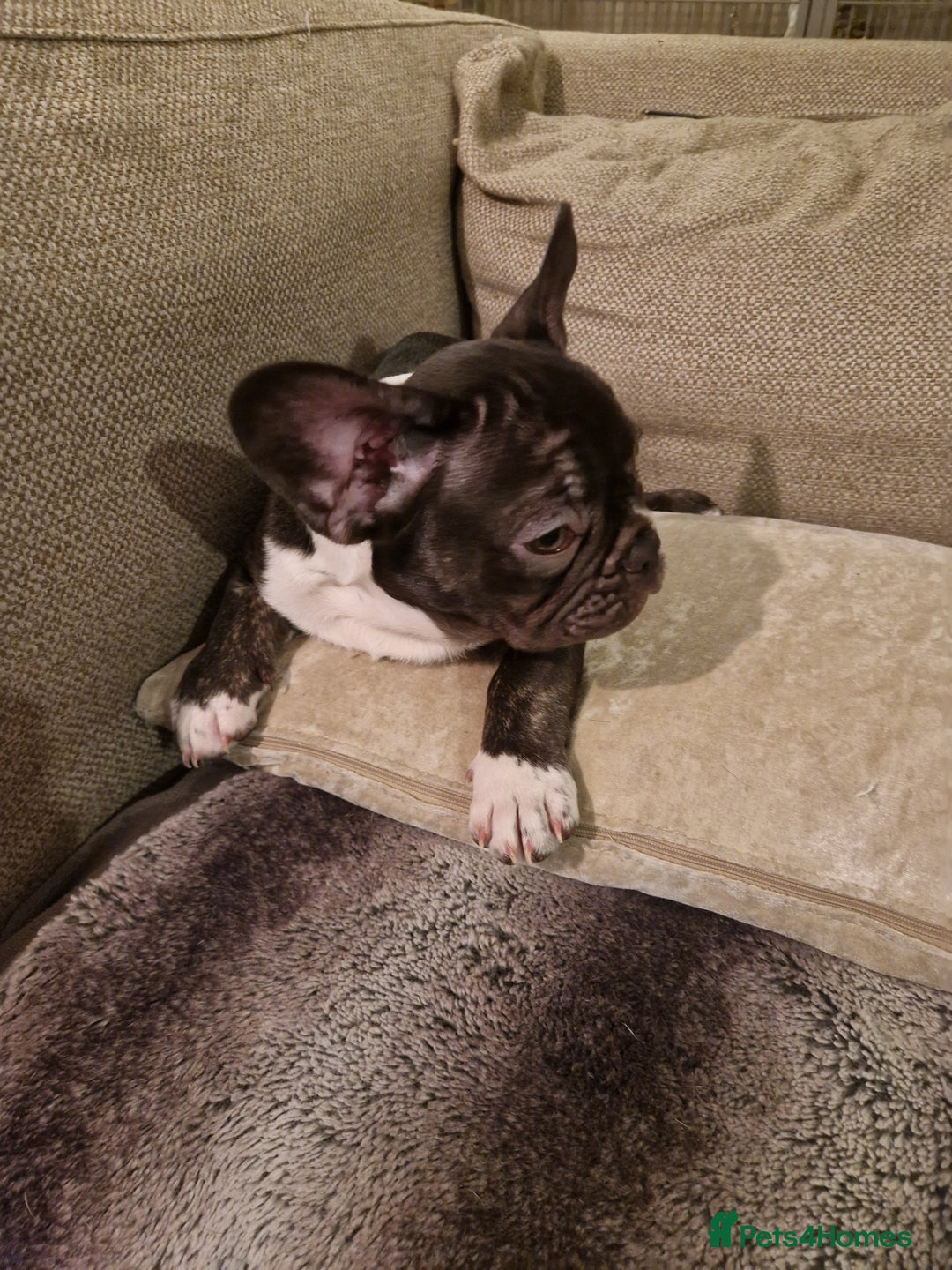 French Bulldog dogs for sale: Last kc registered french bulldog female - Advert 4