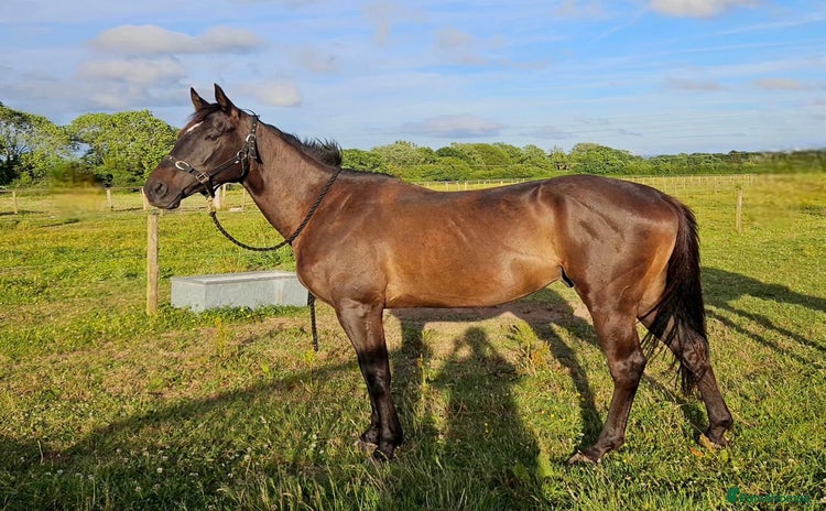 English Thoroughbred horses - Advert 1