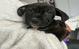 Mixed Breed dogs for sale: Beautiful pups cane/corso staff - Advert 4