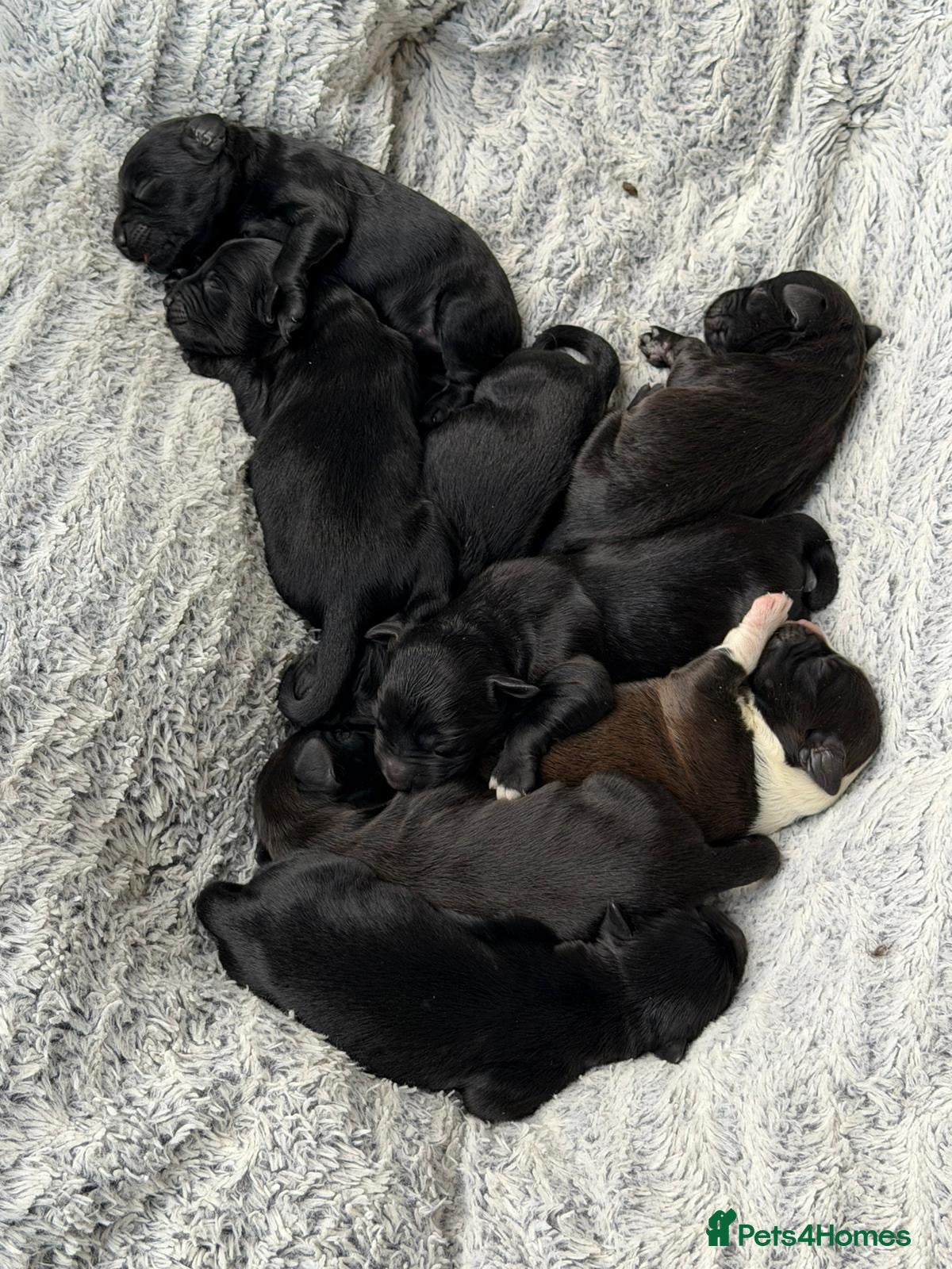 Mixed Breed dogs Cockapoo x colliepoo  - Advert 2