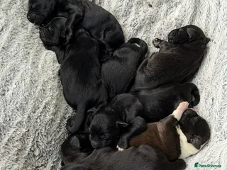 Mixed Breed dogs Cockapoo x colliepoo - Advert 2