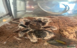 Tarantulas invertebrates for sale: Adult Female Tliltocatl albopilosus - Image 10