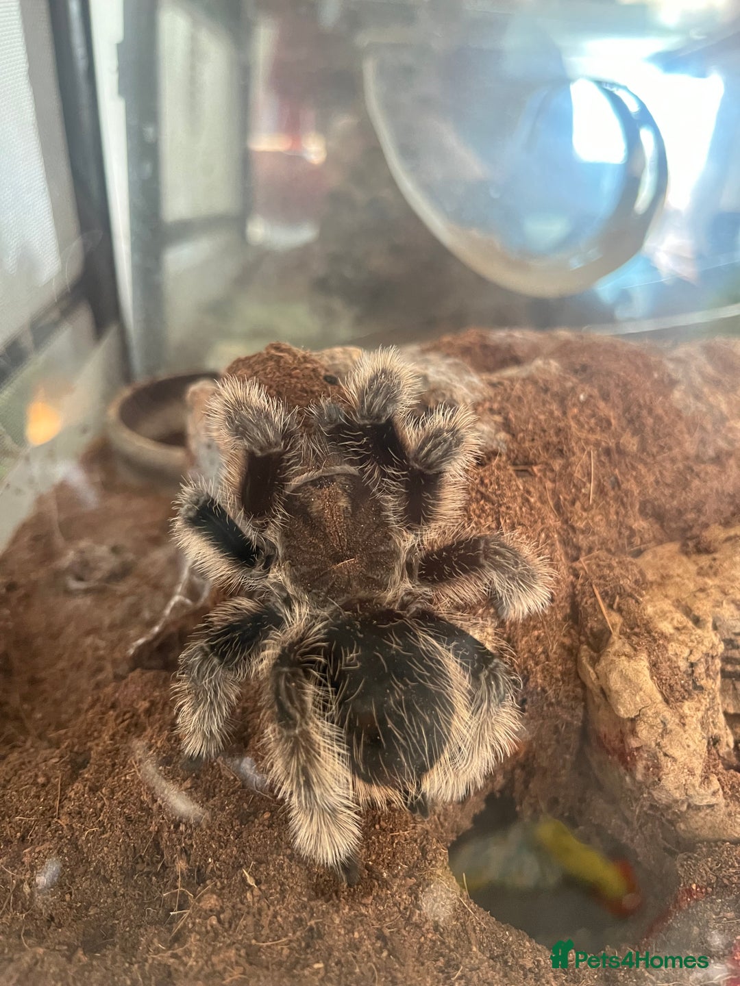 Tarantulas invertebrates for sale: Adult Female Tliltocatl albopilosus - Image 10