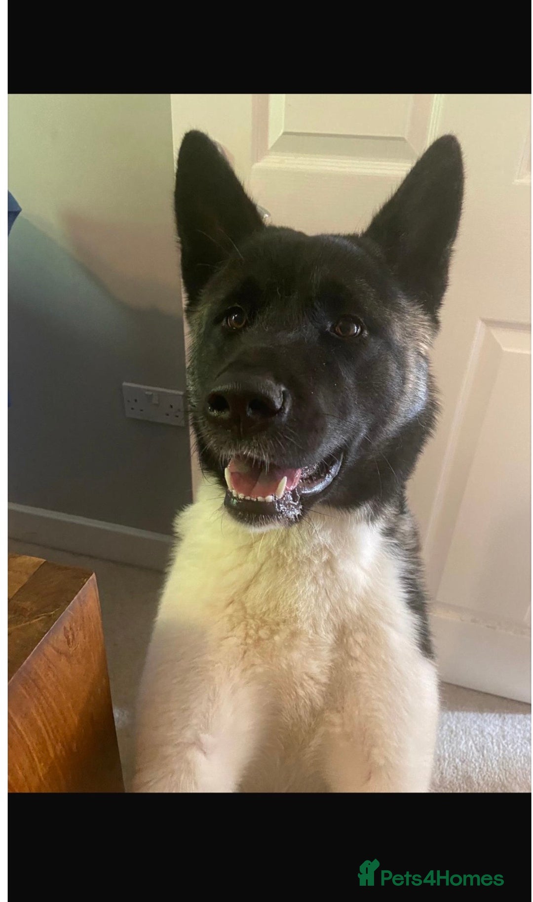 Akita dogs for sale: Calm Adult Home & garden needed for Loving Akita - Advert 1