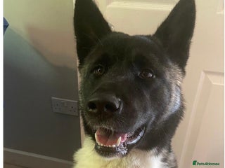 Akita dogs Calm Adult Home Needed for Loving Akita - Advert 4