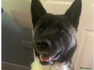 Akita dogs Calm Adult Home & garden needed for Loving Akita - Advert 5