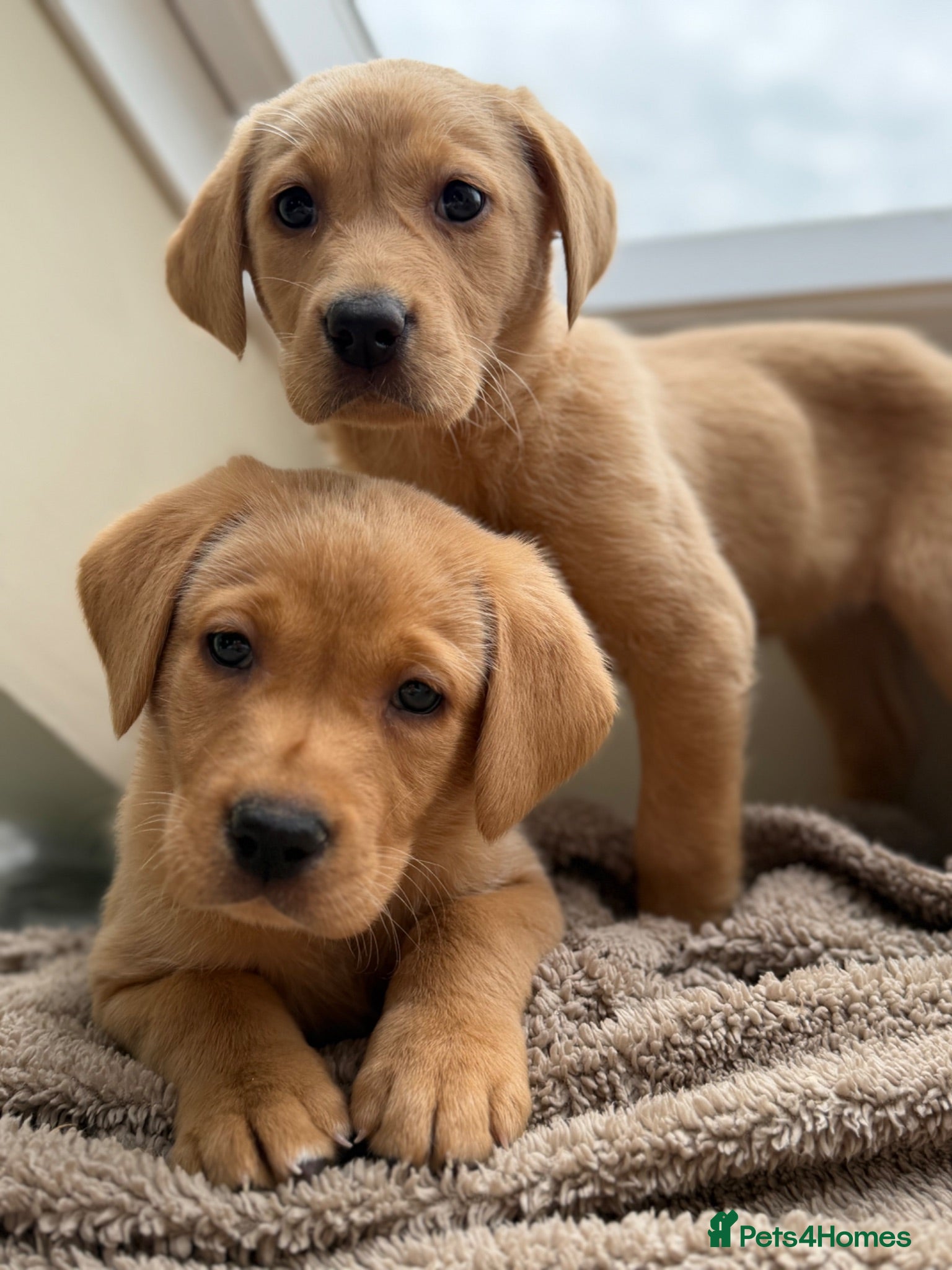 Labrador Retriever dogs Labrador retriever  - Advert 14
